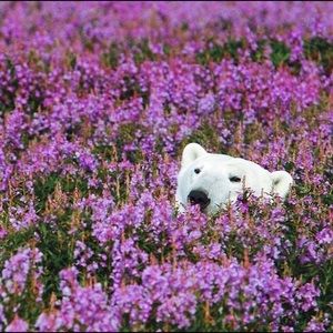 Meet your Posher, Garam